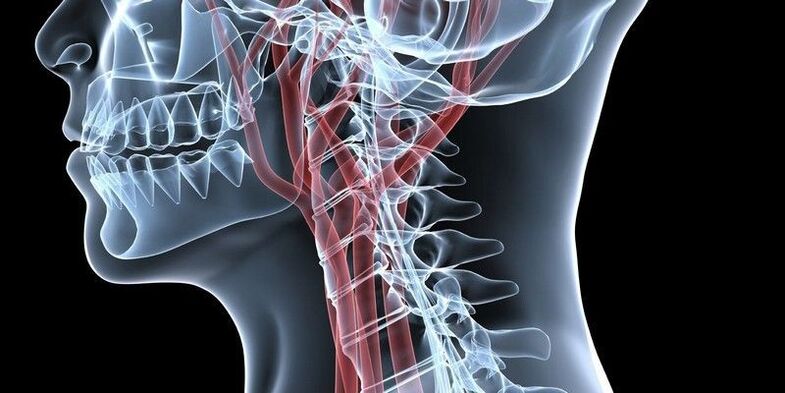 Blood vessels of the cervical spine.